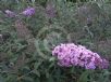 Buddleja davidii