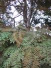 Caesalpinia ferrea