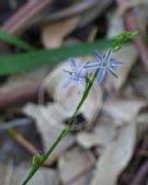 Caesia parviflora