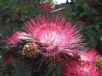 Calliandra haematocephala