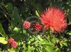 Calliandra haematocephala