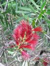 Callistemon pachyphyllus