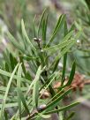 Callistemon pachyphyllus