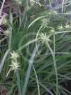 Carex grayi