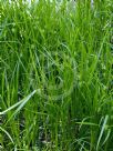 Carex grayi