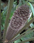 Ceratozamia mexicana