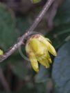 Chimonanthus praecox