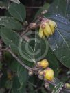 Chimonanthus praecox