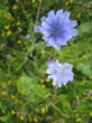 Cichorium intybus