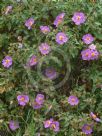 Cistus creticus