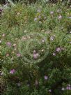 Cistus creticus