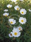 Cistus salviifolius