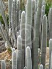 Cleistocactus strausii