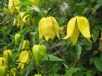 Clematis tangutica