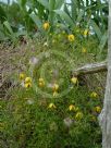 Clematis tangutica