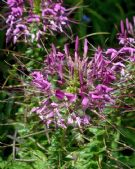 Cleome hassleriana