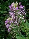 Cleome hassleriana