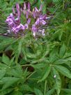 Cleome hassleriana