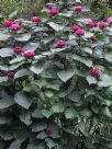 Clerodendrum bungei