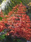 Clerodendrum paniculatum