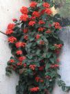 Clerodendrum splendens