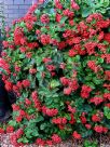 Clerodendrum splendens