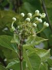 Clerodendrum tomentosum