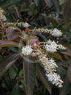 Clethra barbinervis