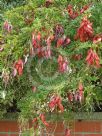 Clianthus puniceus