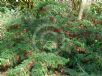 Clianthus puniceus