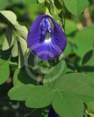 Clitoria ternatea