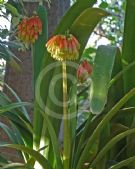 Clivia caulescens