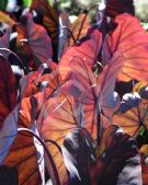 Colocasia esculenta Black Magic