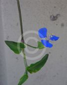 Commelina cyanea