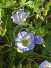 Convolvulus tricolor