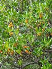 Coprosma repens