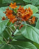 Cordia sebestena