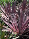 Cordyline australis Midnight Star