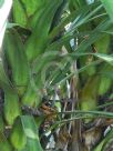 Cordyline banksii