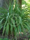 Cordyline banksii