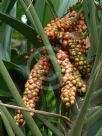 Cordyline petiolaris