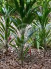 Cordyline petiolaris