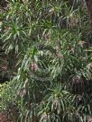 Cordyline stricta