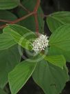 Cornus alba