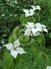 Cornus kousa