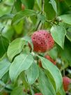 Cornus kousa