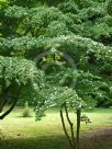 Cornus kousa