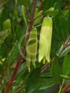 Correa glabra