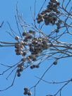 Corymbia intermedia