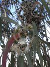 Corymbia maculata